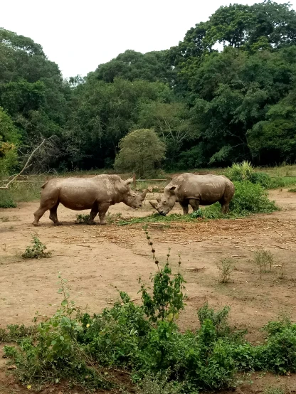 two rhinos walking beside each other in the dirt