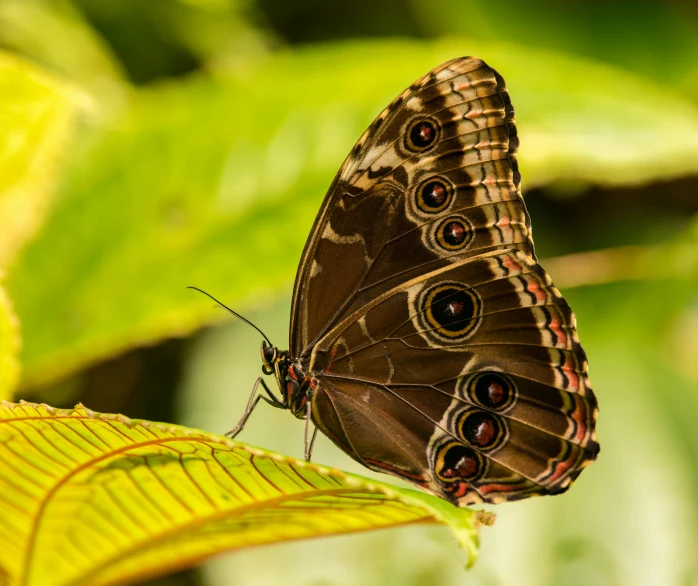 a erfly resting on a leaf in the day