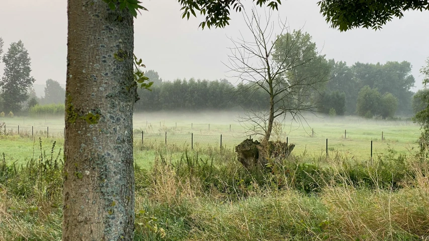 there are two trees that is near a deer