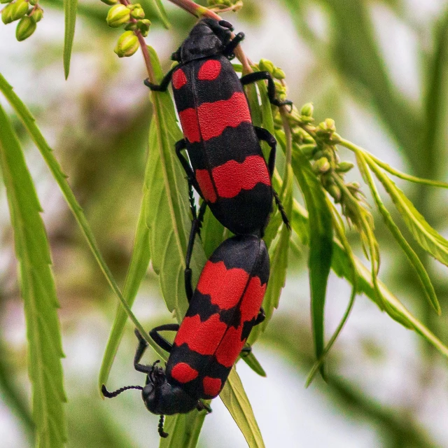 two bugs sitting on top of a plant