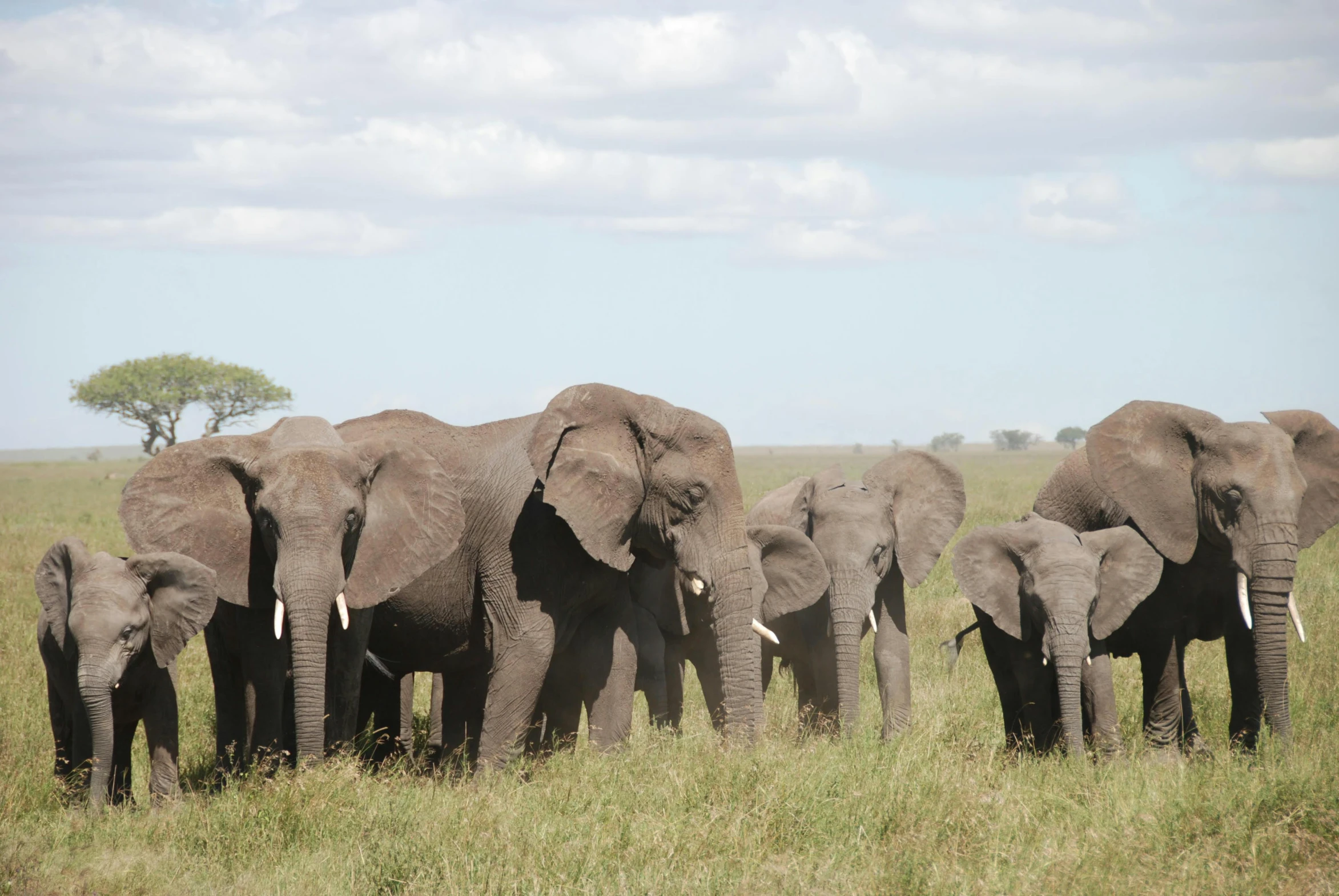 a herd of elephants walking down a grass covered field