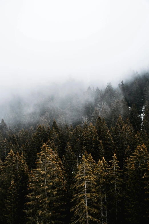 the fog moves past a forest filled with trees