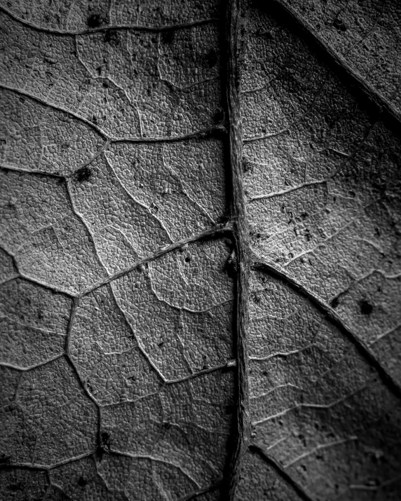 black and white po of a leaf