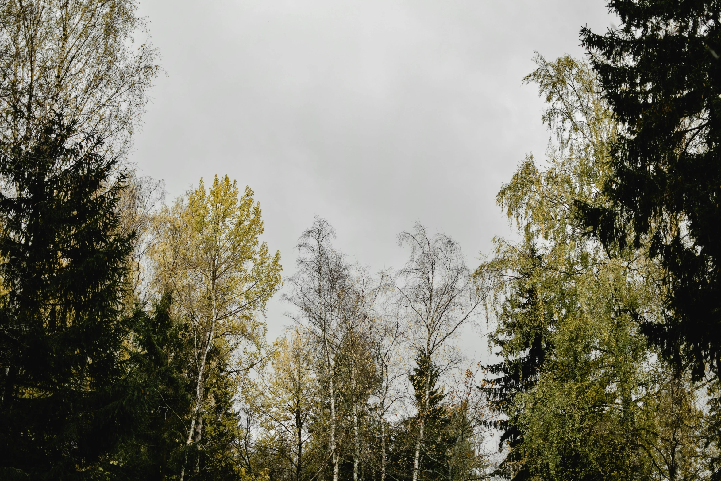 the trees are blowing in the wind on a cloudy day