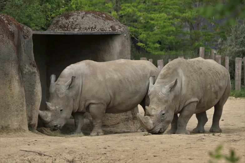 two white rhinoceros eating out of a large container