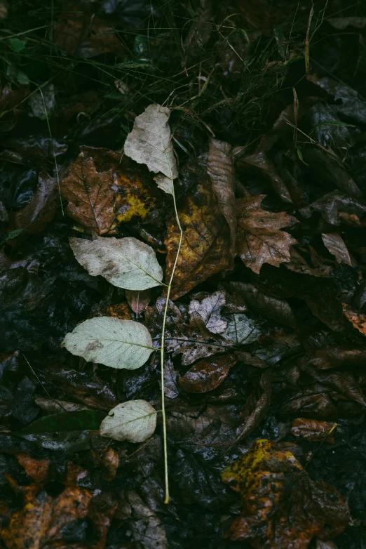 a leaf laying on the ground in front of leaves