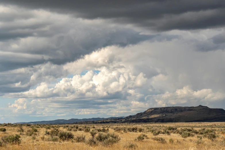 a ze grazes in an open field under a grey sky