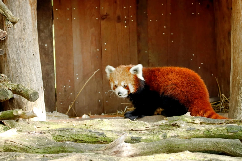 red panda bear looking down at the ground