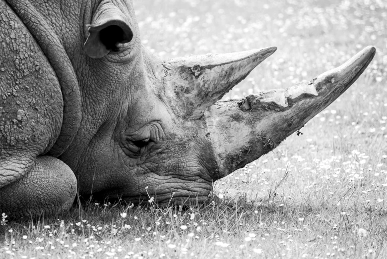 a rhino that is laying down in the grass