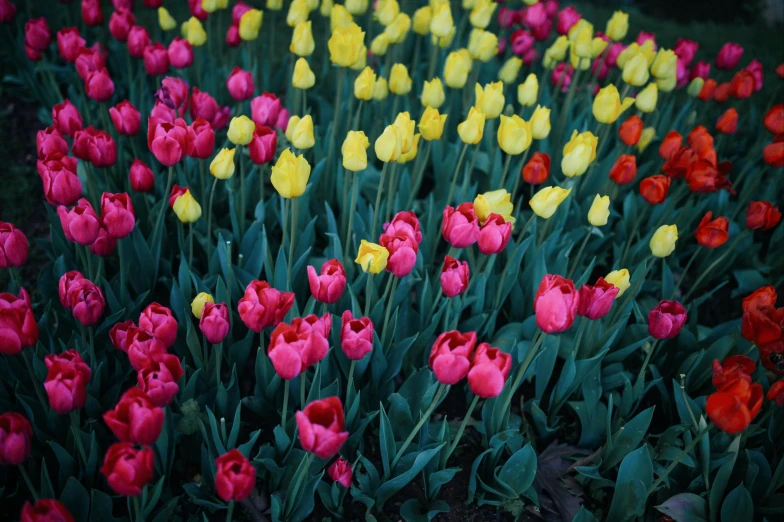 colorful flowers are blooming in many different colors