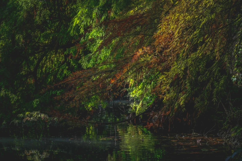 a dark pond surrounded by tall trees next to water