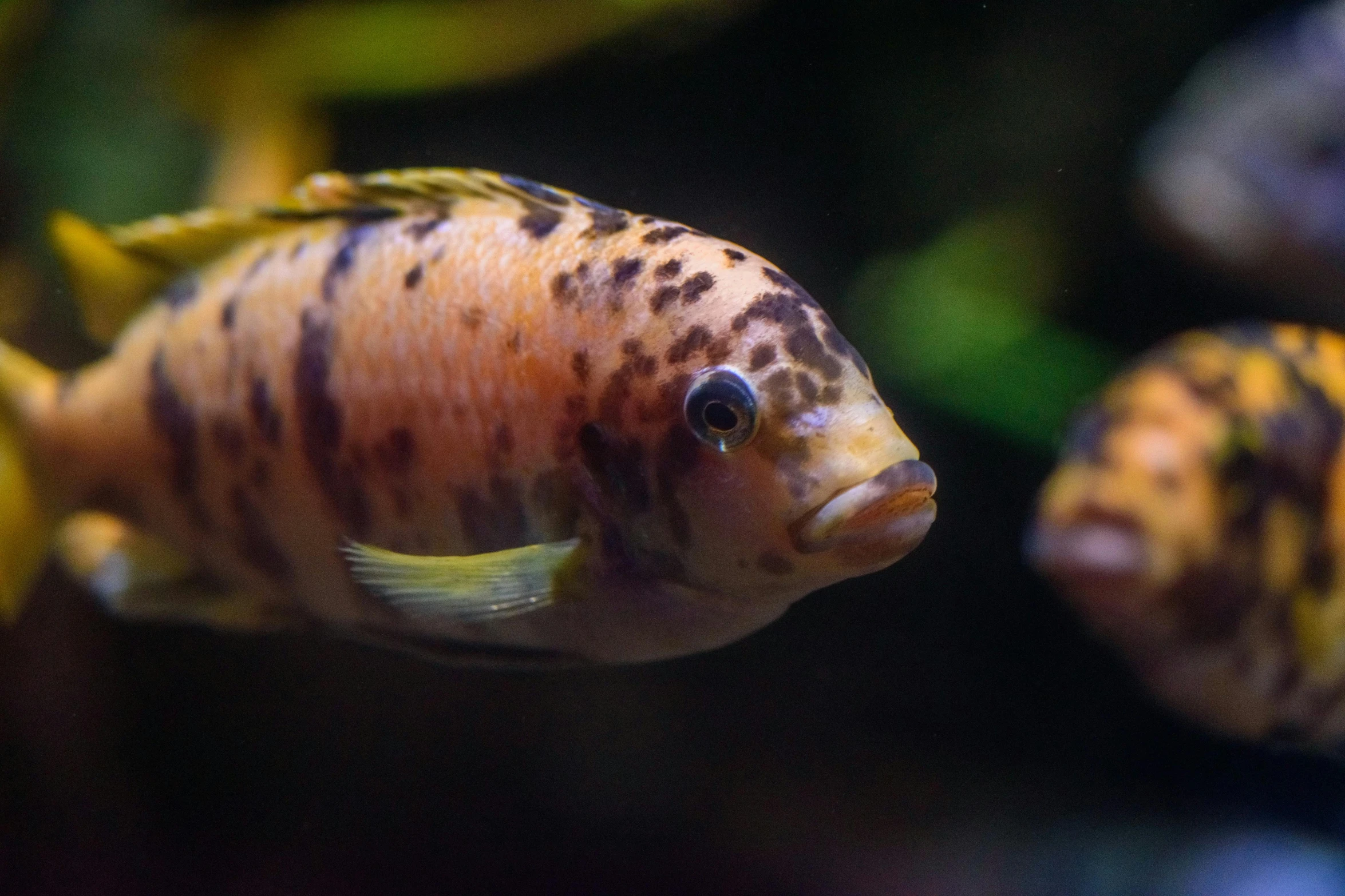 a yellow and black fish in an aquarium