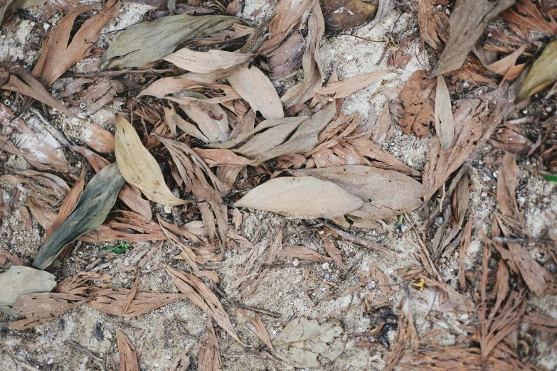a plant with no leaves growing in a pile