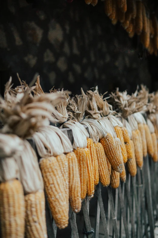 some corn are laying out on some racks