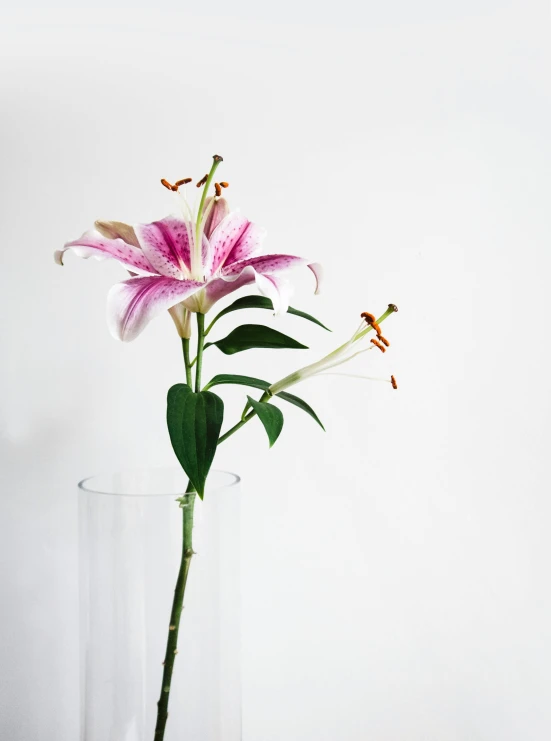 a close - up s of a flower in a vase on a table