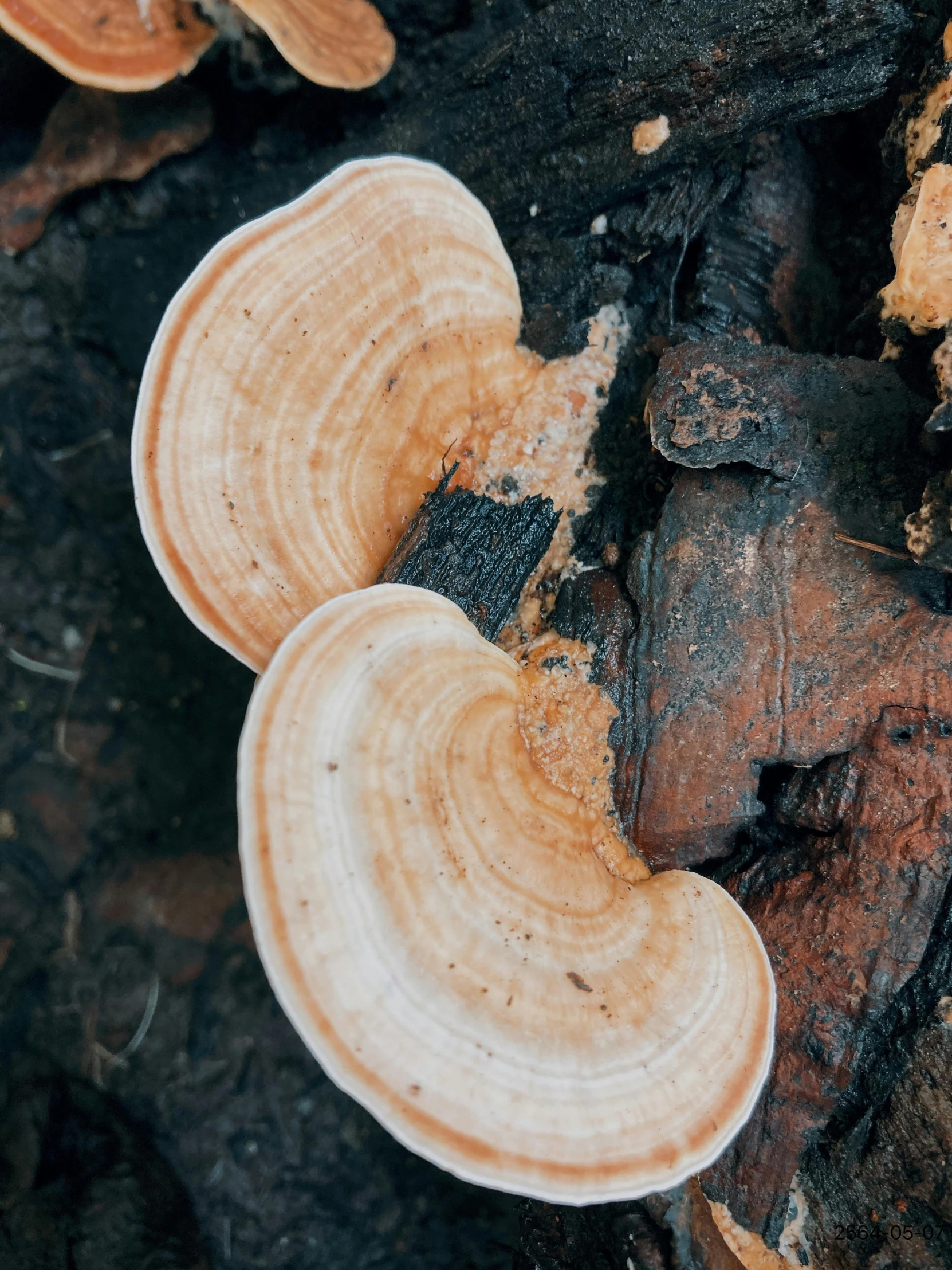 a mushroom cluster of orange mushrooms sitting on top of a wood