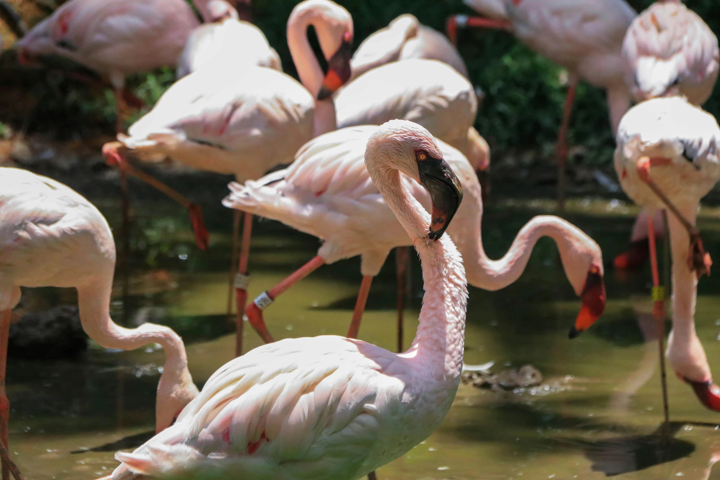 many pink flamingos standing in a group on a pond