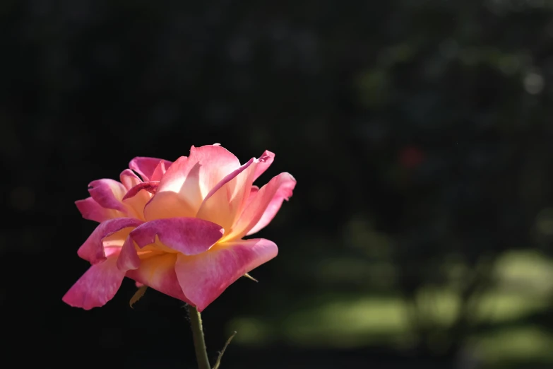 a very pretty flower in the sunlight