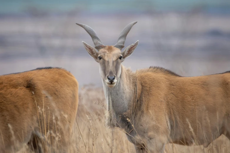 two horned animals stand in tall grass together