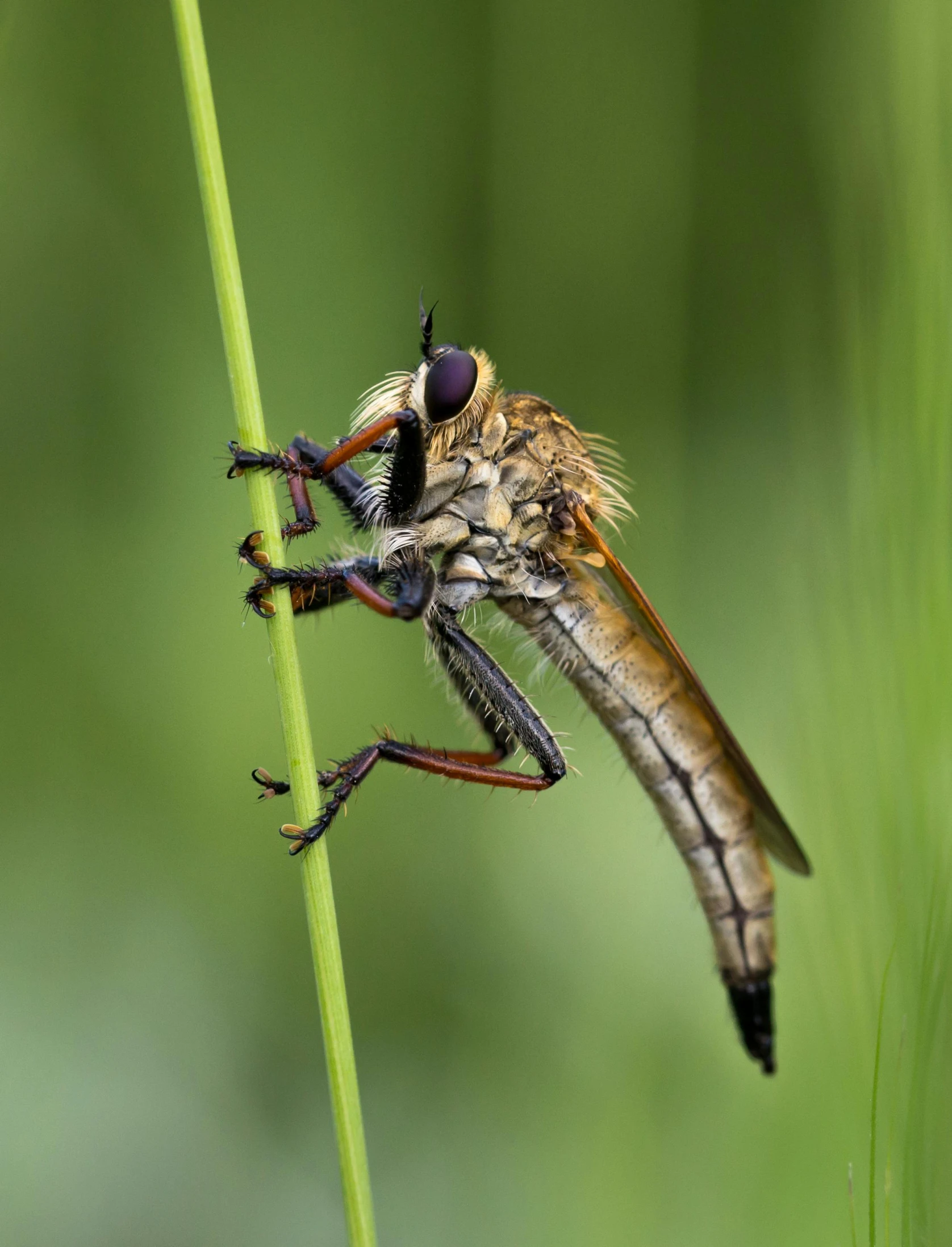 a fly with big brown wings sitting on a blade of grass