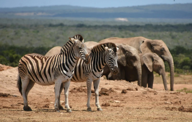 two zes and one elephant are standing close to each other