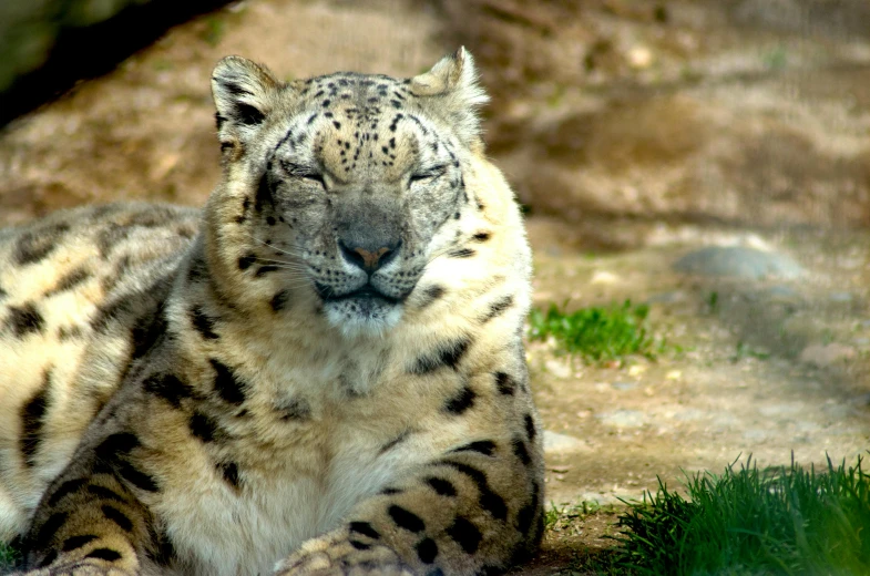 snow leopard, lying down, in shade in rocky area