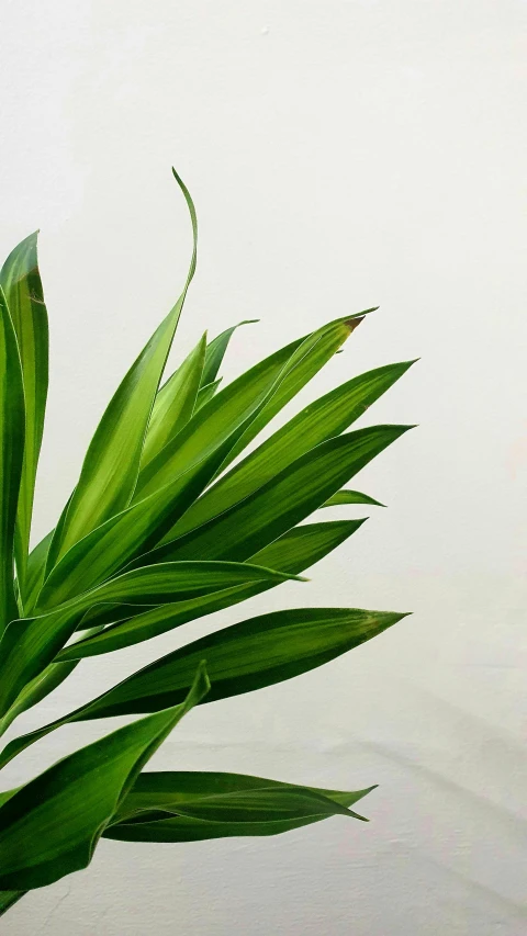 closeup view of a palm tree nch on a white background