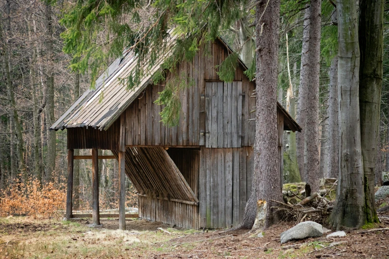 a treehouse sits in the woods next to a tall pine tree