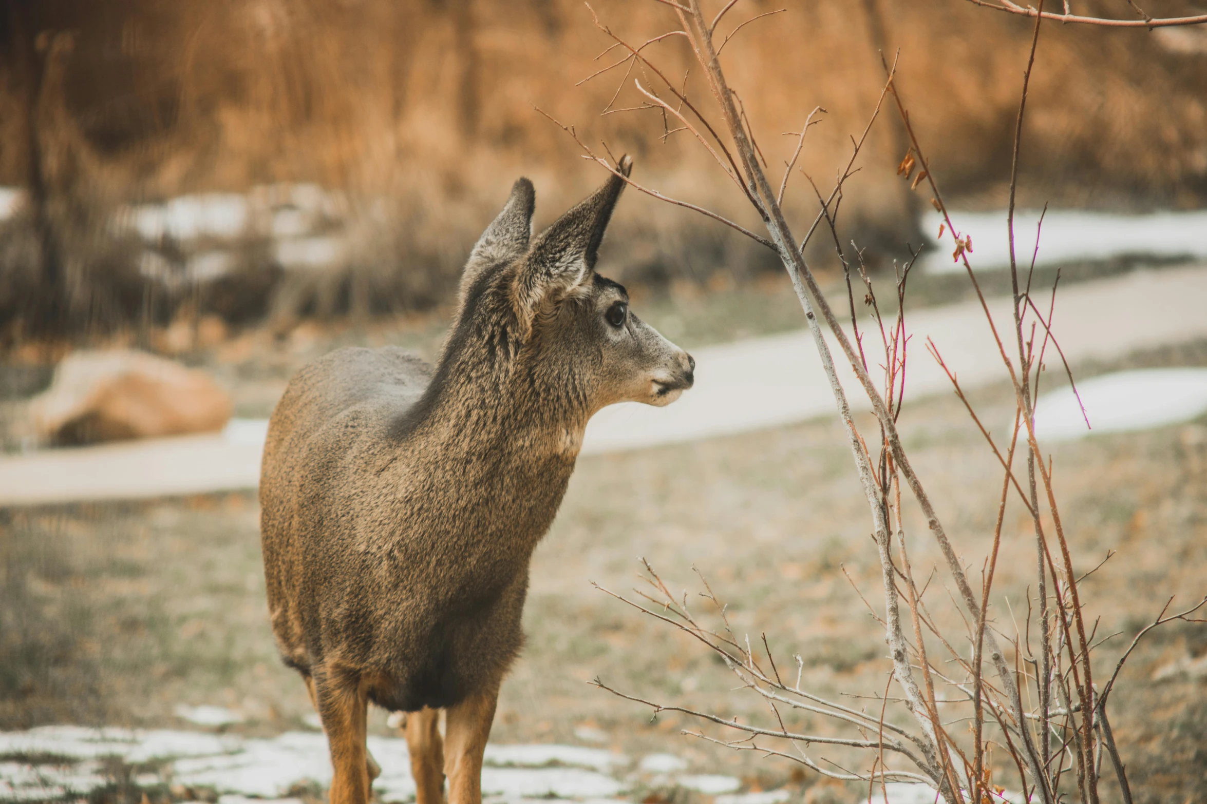 a deer in winter looking out into the distance