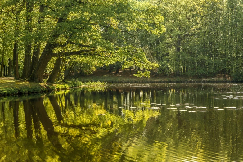 a group of ducks floating in water surrounded by trees