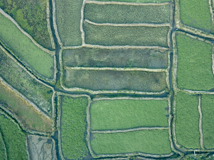 the aerial image shows a patch of grass that looks like many different sections