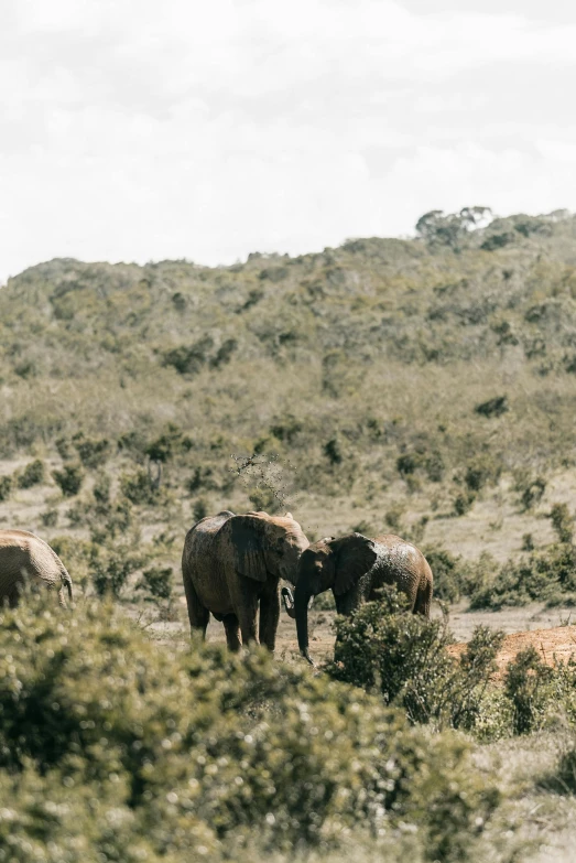 there are three elephants standing in the wild