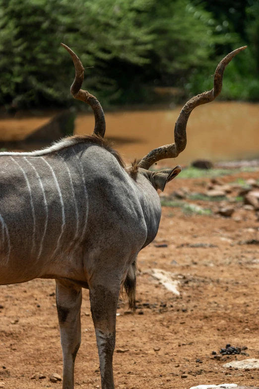 the head and back view of a wildebeest