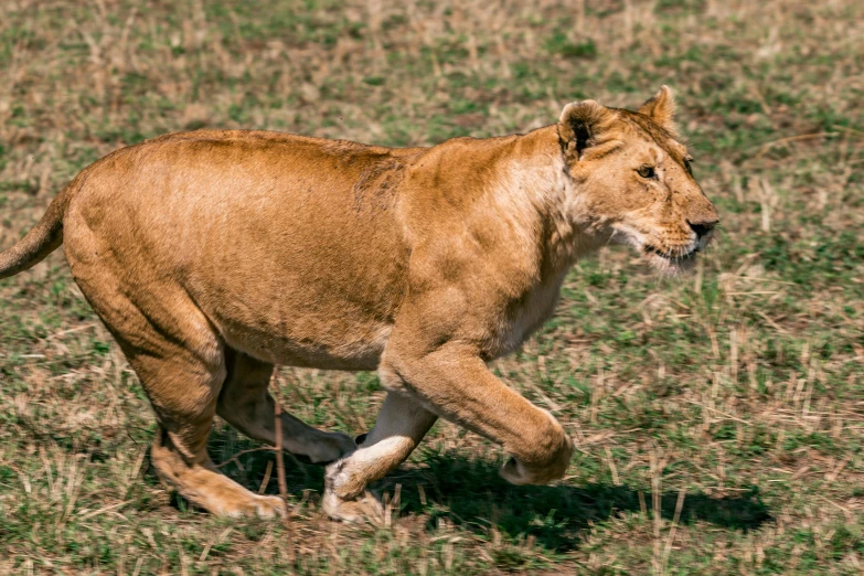 a small lion running through a grassy field