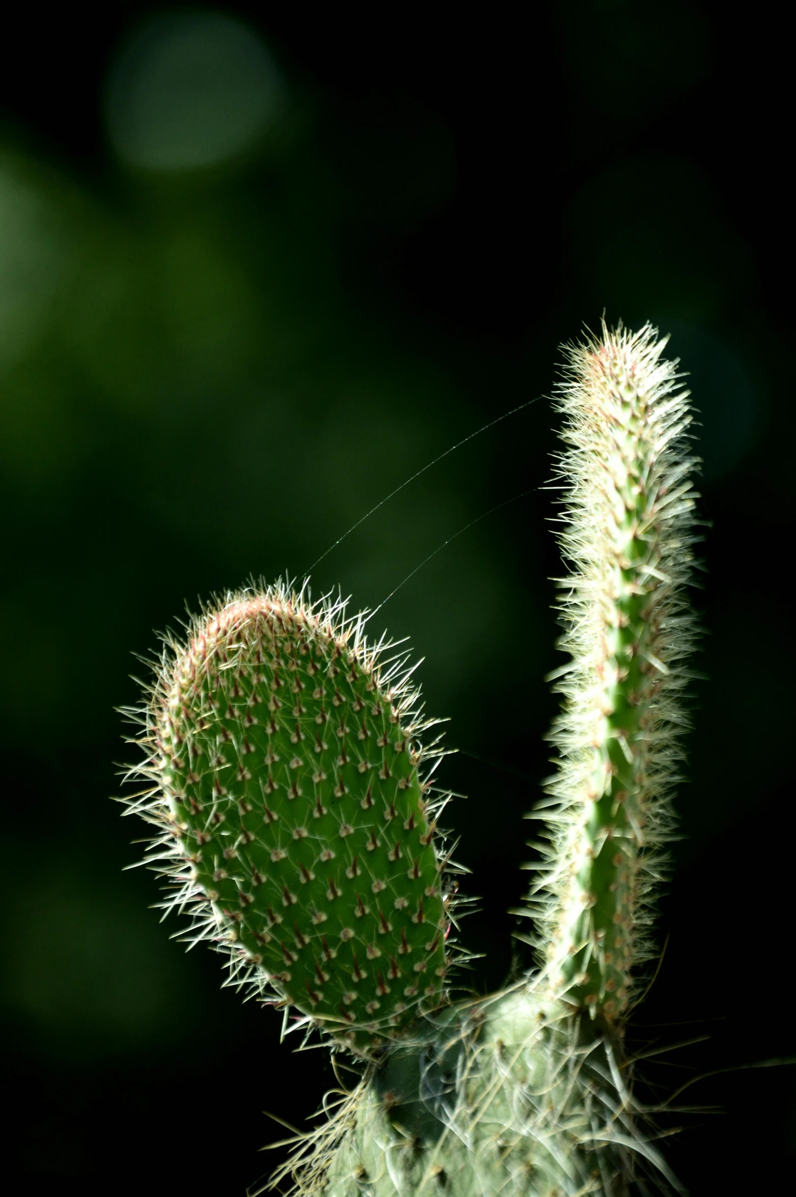 a close up of a small green cactus with little leaves