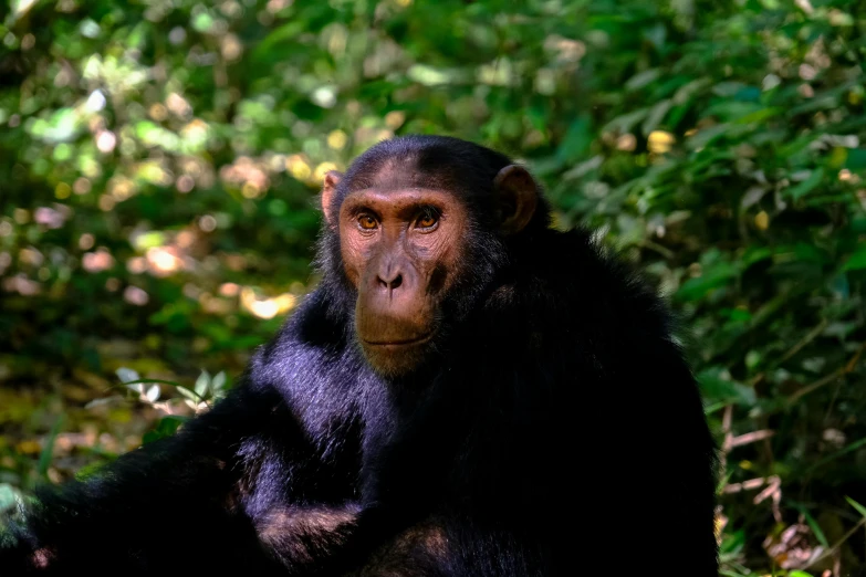 a monkey sitting in the woods with greenery around him