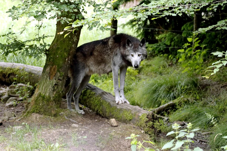 a lone wolf stands atop the top of a fallen tree nch