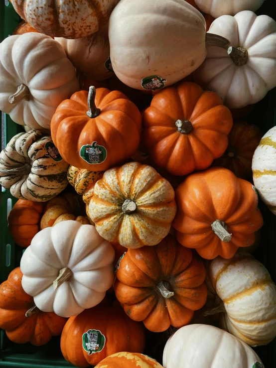 a number of white and orange pumpkins with black tips