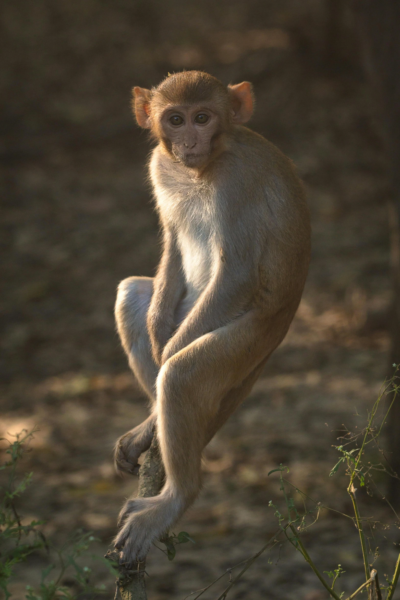 a monkey is in mid air in front of some trees