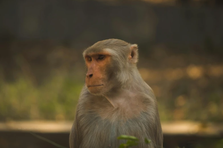 a monkey with a sad face sits on the ground