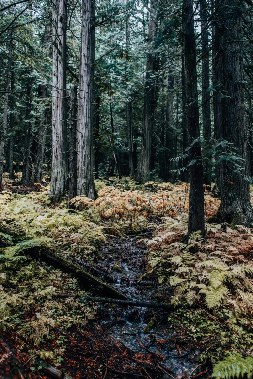 a small stream running through a forest on a dirt path