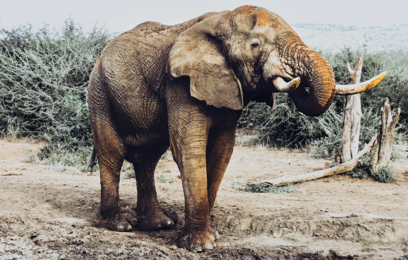 an elephant holds its trunk in his mouth