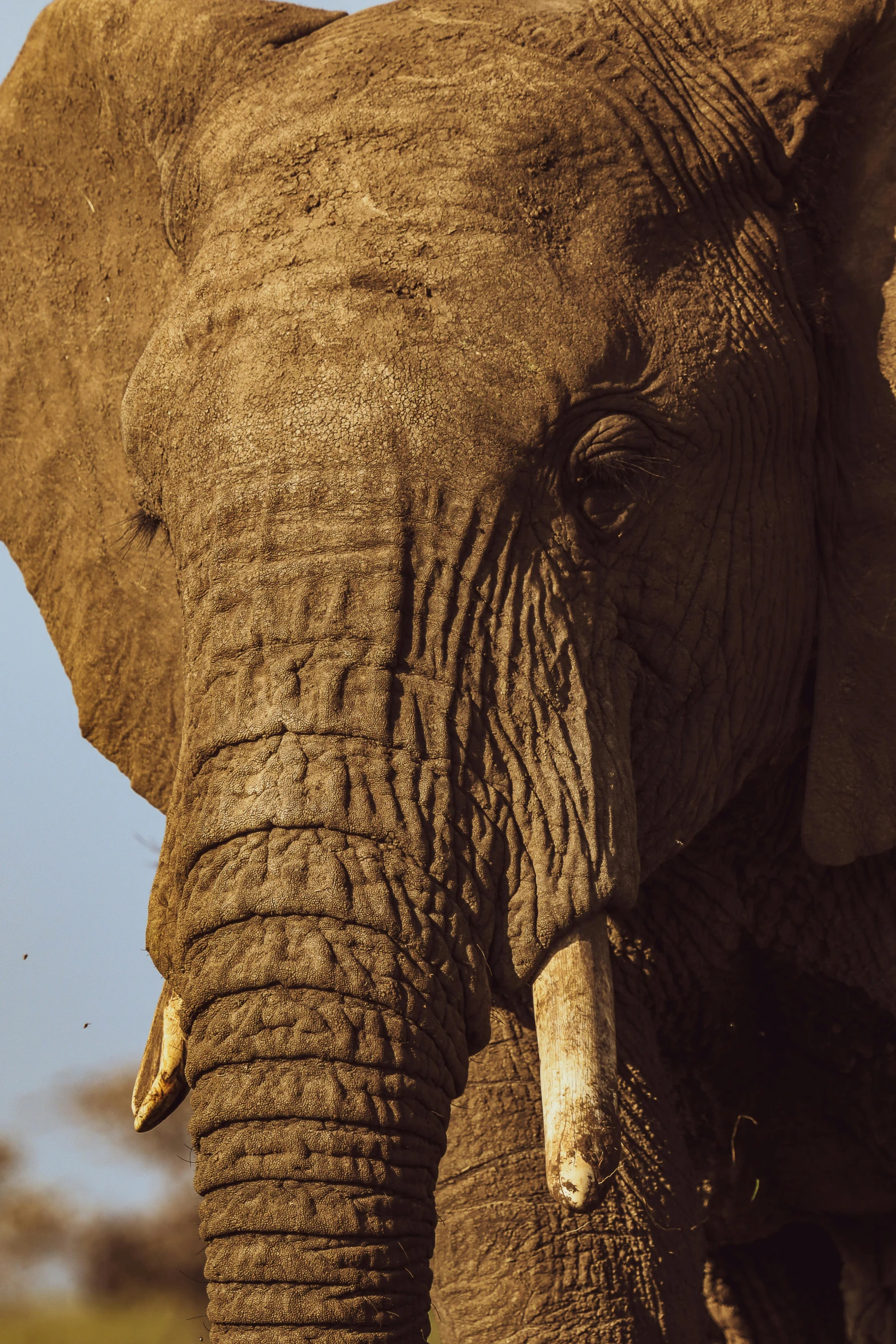 a large elephant that is standing up