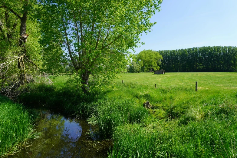 grassy field with water and trees in the background