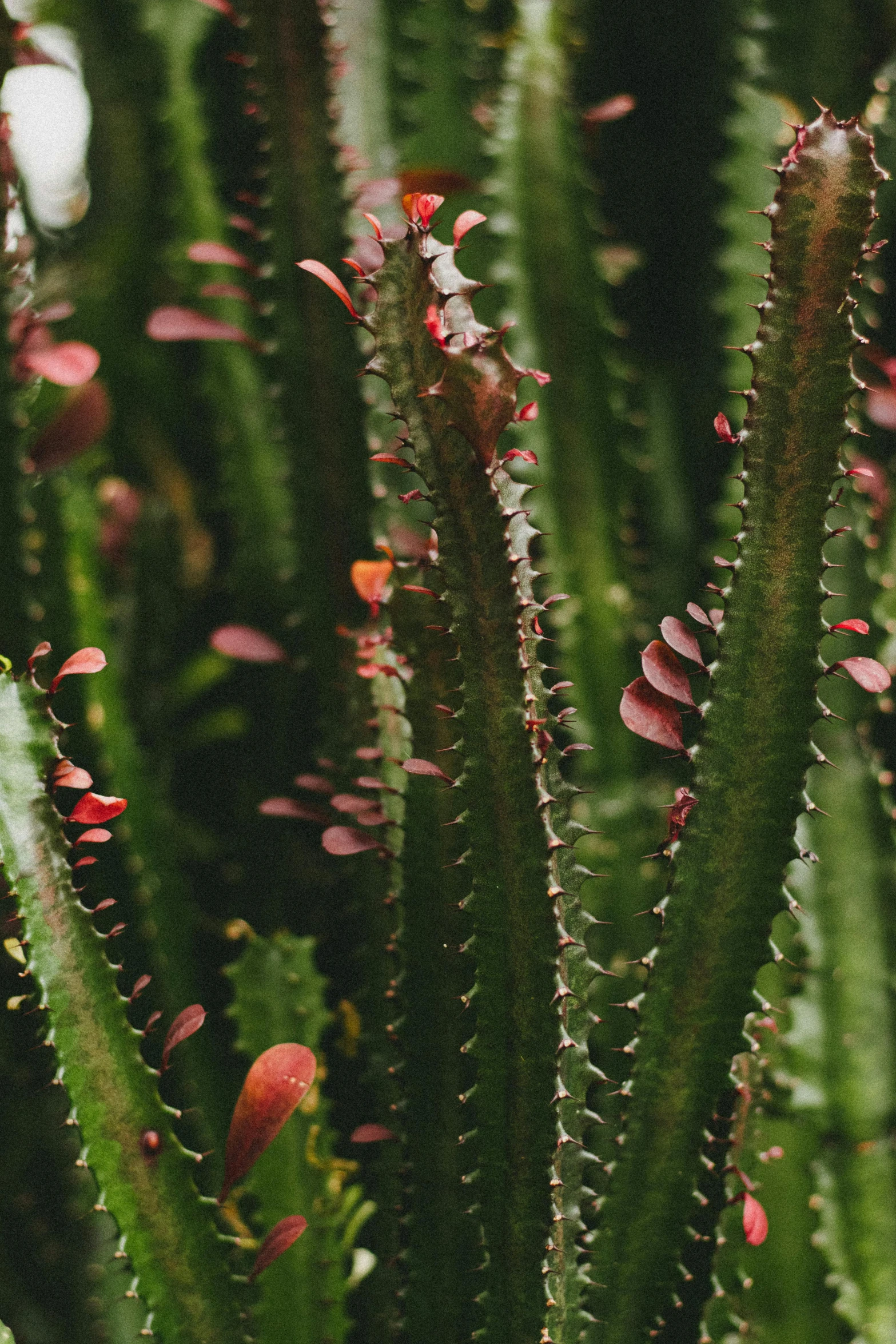 a closeup of a large plant with red dots in its leaves