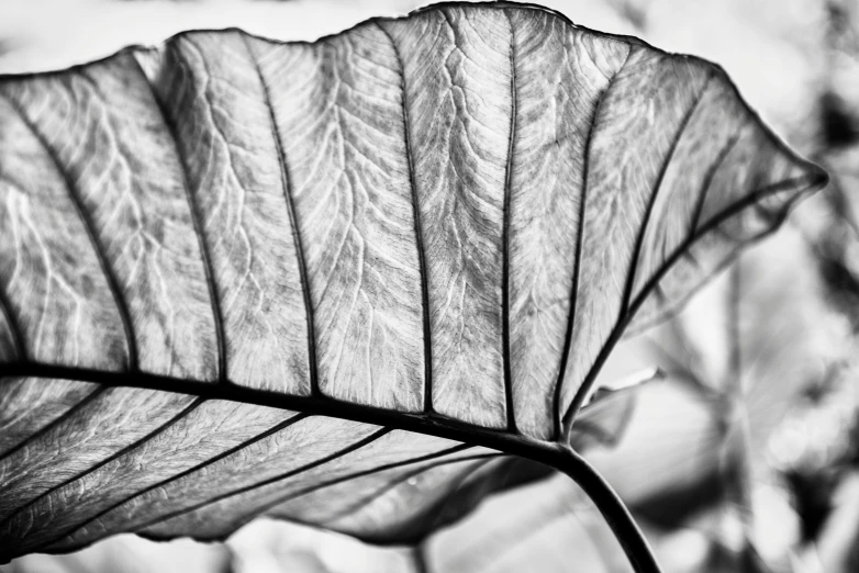 the back end of a large leaf