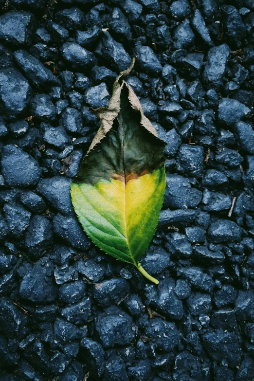 a leaf on some black rocks, sitting on top of it