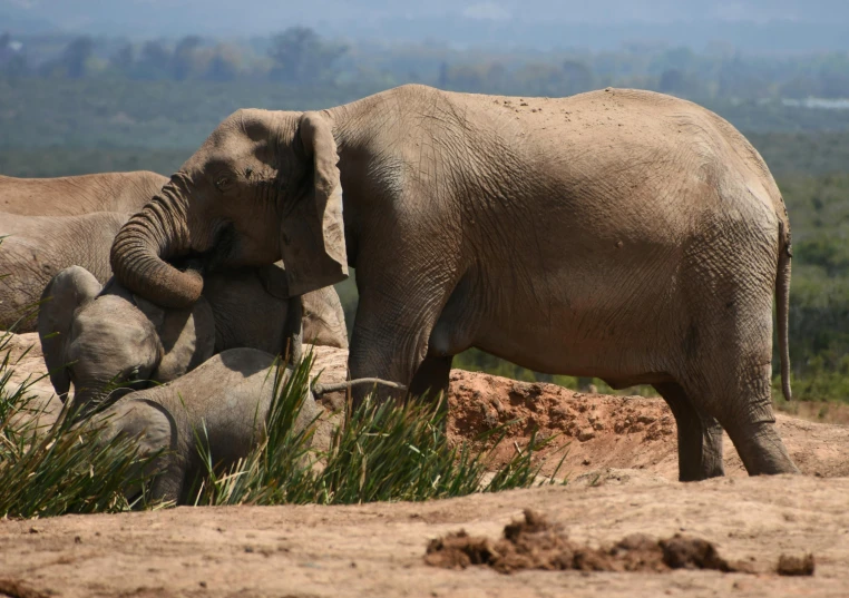 an elephant looks at the camera while standing next to two other elephants