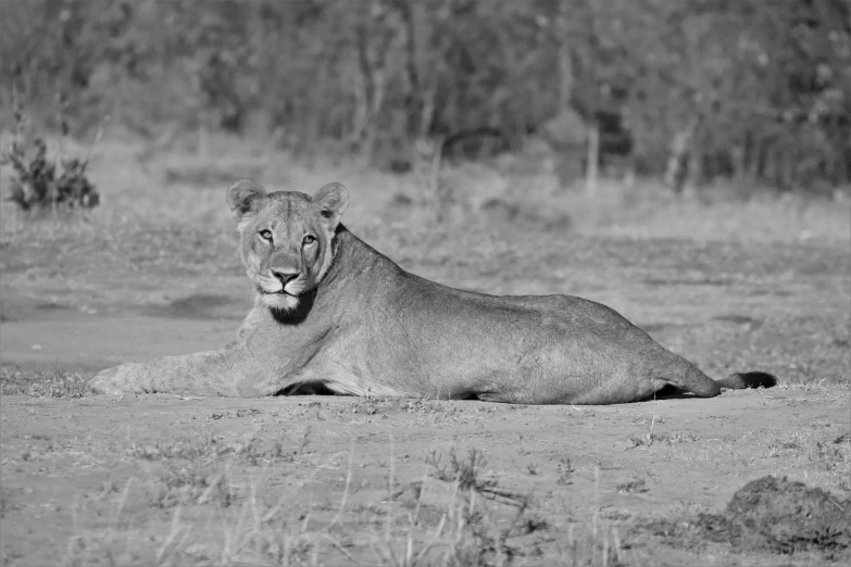 the lion is lying in the dirt looking at soing