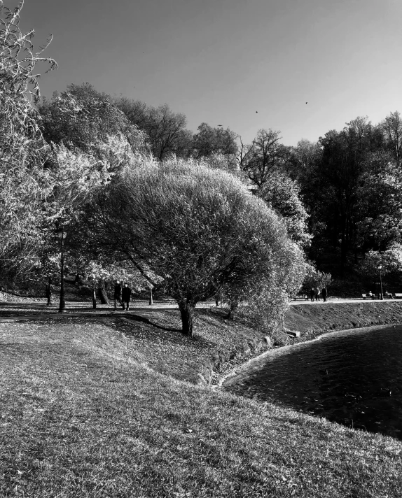 a black and white po of trees near a park